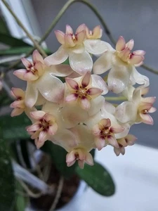heavenly HOYA Hoya scortechinii Blütenschönheit - Bild 1 von 3