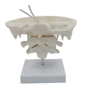 Occipital Bone Model Educational Model Occiput Model for Medical Teaching - Picture 1 of 8