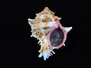 Muschel Hexaplex Brassica 100mm ID#8869 - Bild 1 von 4