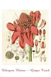 SCHÖNES ÜPPIGES BOTANISCHES Vintage Poster INGWER FACKEL BLUME 20x30 Neu - Bild 1 von 1