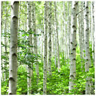 12 Silver Birch 4-5ft Stunning Mature Specimen Trees, Betula Pendula in 2L Pots