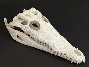 Krokodilschädel Crocodylus niloticus crocodile skull 29 cm echtes Präparat 2134 - Bild 1 von 7