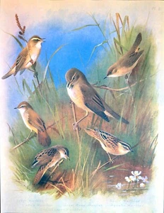 Archibald Thorburn Various Birds Art Print Color Illustration Book Plate 8 - Picture 1 of 8