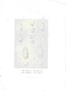 CÁSCARAS - 4 tipos muñeca rupícola etc.  c1850's - Imagen 1 de 1