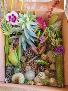 Cacti Cuttings Cactus Succulent Collectors Echinopsis Euphorbia Pack Mix Mj - Picture 1 of 9