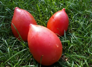 10 seltene Tomatensamen Dol'ka Dal'nevostochnayа tomato seeds met.bio - Bild 1 von 2