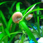 10++Pink Ramshorn Snail,Algae Eater, Snails, Aquarium Or Pond, Live Snail Pretty