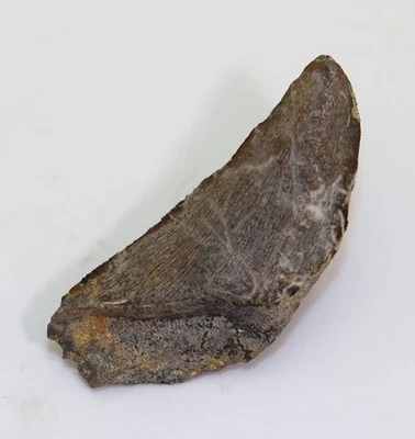 Zahn, Tyrannosauroidea, Timurlengia, Kreide, Turon, Kyzyl Kum, Usbeskistan-m232 - Bild 1 von 4