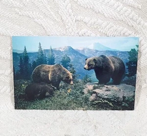 DE COLECCIÓN POSTAL SIN USAR COLORADO OSO PARDO EXPOSICIÓN MUSEO DENVER HISTORIA NATURAL - Imagen 1 de 6