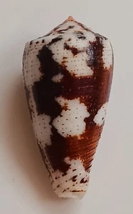 Sea shell conus magus f. carinatus 33.5mm, gem, nice pattern, perfect - Picture 1 of 6