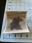 Vintage Black And White Found Photograph Yellowstone National Park Bear 