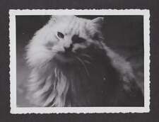 CLOSEUP PRETTY/HANDSOME KITTY CAT OLD/VINTAGE PHOTO SNAPSHOT- K389