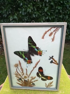 2x Schmetterling PRÄPARAT "eingerahmt" Südamerika Edelfalter Butterfly -TOP- - Bild 1 von 1
