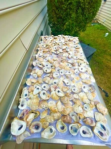 Oyster Shells Lot Of 50, Cleaned 2.5โ-4+โ, Great for crafts or weddings placards - Picture 1 of 5