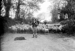 Vintage Shepherd & Flock – Cornwall England Late 1800s - Picture 1 of 3