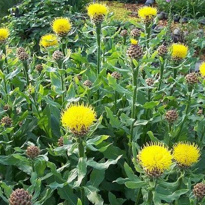 MESARBUSTES.COM Centaurea macrocephala - Centaurée à grosses fleurs jaunes