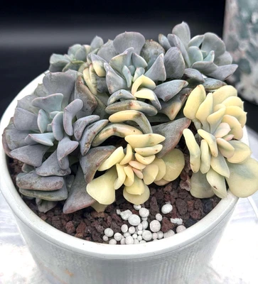 Importado Suculento Planta Viva Regalo Raro Suculento Hogar Decoración Echeveria Cubic Frost Foto 1 de 4