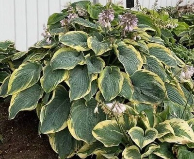hosta GIGANTOSAURUS large thick new rare big 2.5" pot = 1 Live Potted Plant - Image 1 of 4
