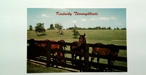 Kentucky Vollblüter Blue Grass Region Pferdefarmen Postkarte Zaun Panoramablick - Bild 1 von 2
