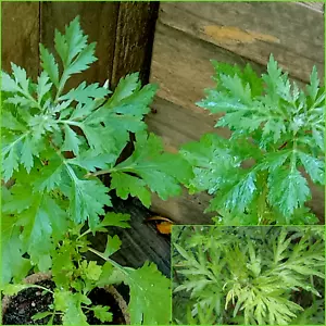 MUGWORT 100+ Seeds Grow HERBS - Picture 1 of 3