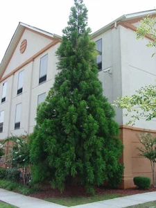 2 Cryptomeria Yoshino Japanese Cedar Trees - 6-12" Tall Live Plants - Quart Pot - Picture 1 of 8
