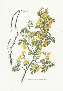 Brett 90 Naturgeschichte Flora 2: Baumkrone - Bild 1 von 1