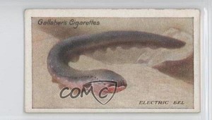 1924 Gallaher The Zoo Aquarium Tobacco Electric Eel #38 a8x