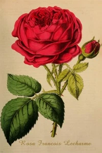 old school botanical poster ROSA FRANCOIS LACHARME FLOWER prize beauty 20x30 - Picture 1 of 1