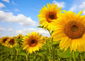 50 GIANT SUNFLOWER SEEDS-Helianthus annuus SUNFLOWER SEEDS - Picture 1 of 1