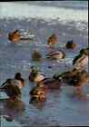 DJH Spenden-Karte Spendenkarte Motiv Tiere 1974 Enten Ente Ducks Duck color AK