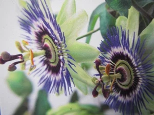 Passiflora caerulea - Passionsblume - Winterharte Pflanze 30-50cm - Früchte - Bild 1 von 3