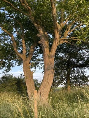 Hornbeam Tree Sapling (Carpinus betulus) 6-9cm tall - Image 1 of 4