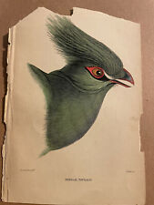 Antique 1800s Lithograph Engraved by Lizars Senegal Touraco Plate