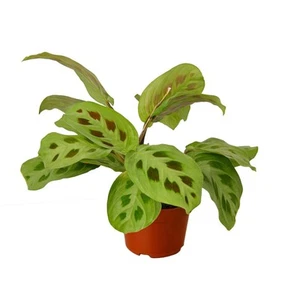 Maranta 'Leuconeura'-4" Pot - Picture 1 of 10