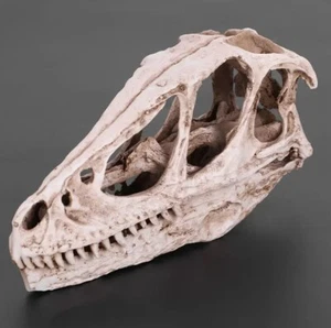 Realistic Velocirapter Dinosaur Skull Resin Model Home Office Decor And Display - Picture 1 of 10