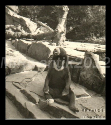 Foto, tour alemán Fam.aus Brunswick 37, en el zoológico de Hannover 4, 5026-1136 - Imagen 1 de 2