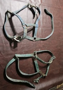 Two Yearling Medium Horse Leather Double Poly Stitched Halter - Picture 1 of 5