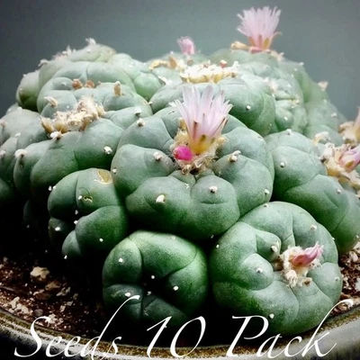SEMILLAS RARAS (10pk) L. “RIO GRANDE” x10 (Diez) Cactus VENDEDOR DE EE. UU. Foto 1 de 3