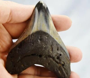 Megalodon Shark Teeth XLG Real FOSSIL 5 - 24 million year old 92mm 3.5" 618dd - Picture 1 of 12