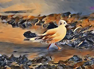 Set of 5 "Bonaparte's Gull Looking for Lunch" Greeting Cards - FREE SHIPPING - Picture 1 of 2