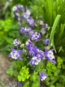 100 Columbine seeds BLUE Perennial  Non-GMO  Deer resistant Hardy Low care - Picture 1 of 1