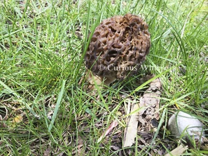 Set of 5 "The Morel of the Story" Greeting Cards (Washington) - Picture 1 of 2