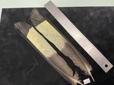 Plumas de cacatúa negra cola amarilla de Lucas Collection X4 Foto 1 de 4