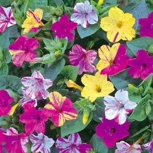 Mirabilis Jalalpa 4 o'clock Mix' 30 seeds Warm Climate perennial Fragrant easy - Picture 1 of 4