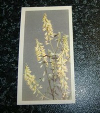 Brooke Bond - Wild Flowers Series 1 (1955) - Choose From Selection