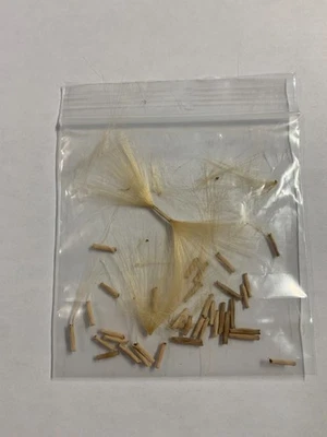 25 + Semillas Rosa del Desierto Flor Adenio Foto 1 de 4