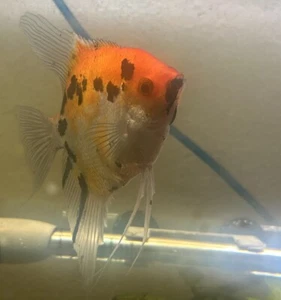 4 Sunset Koi/Koi Cross Angelfish V/S Tail Mix (3+1 Free) ~Quarter +/- sized - Picture 1 of 10