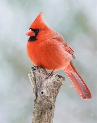 Impresión fotográfica Northern Cardinal Bird 11x14 11"x14" #2 Foto 1 de 4