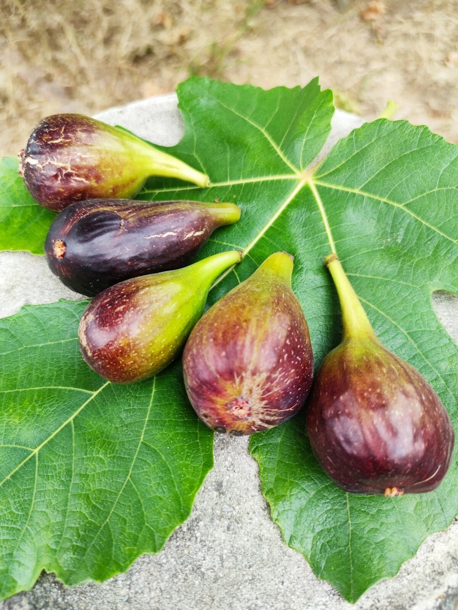 Tree Fig Trees for sale | eBay Tree Fig Trees for sale | eBay
