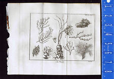 SEA PLANTS: Oarwood, Silk Seaweed, Sea Fan, Sea Fern - 1737 Pluche Engraving 